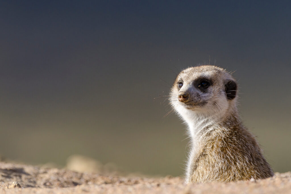 meerkat