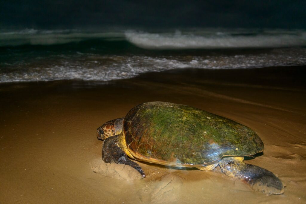 turtle on the beach